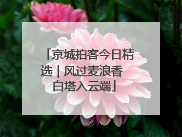 京城拍客今日精选｜风过麦浪香 白塔入云端